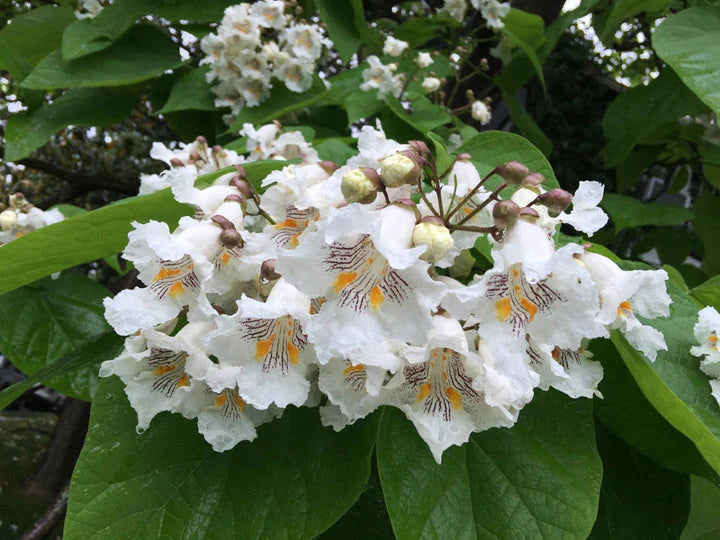 Heirloom Catalpa Flower seeds for Planting Pollinator Friendly Heirloom & GMO Free Seeds for Home Garden
