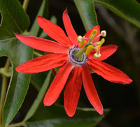 Passi Coccinea Flower seeds for Planting - Wildflower Mix, Heirloom & GMO Free Seeds for Home Garden