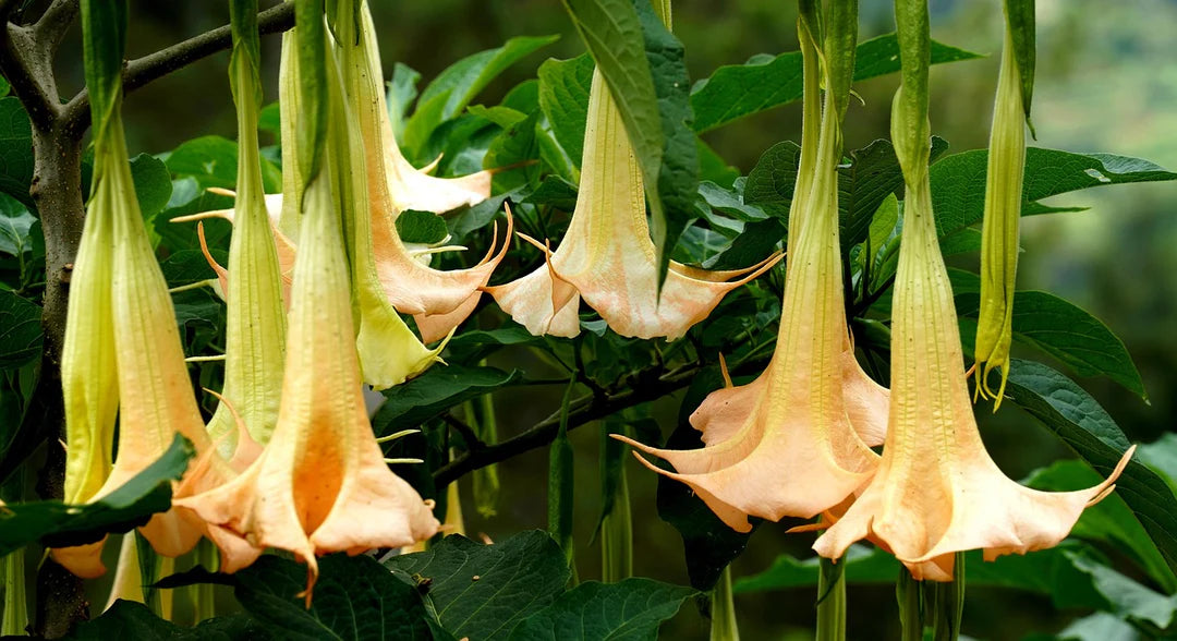 Engelstrompete Flower seeds for Planting - Drought Tolerant, Heirloom & GMO Free Seeds for Home Garden