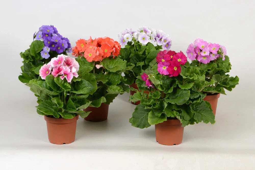 Obconica Flower seeds for Planting - Long Bloom Season, Heirloom & GMO Free Seeds for Home Garden