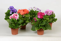 Obconica Flower seeds for Planting - Long Bloom Season, Heirloom & GMO Free Seeds for Home Garden