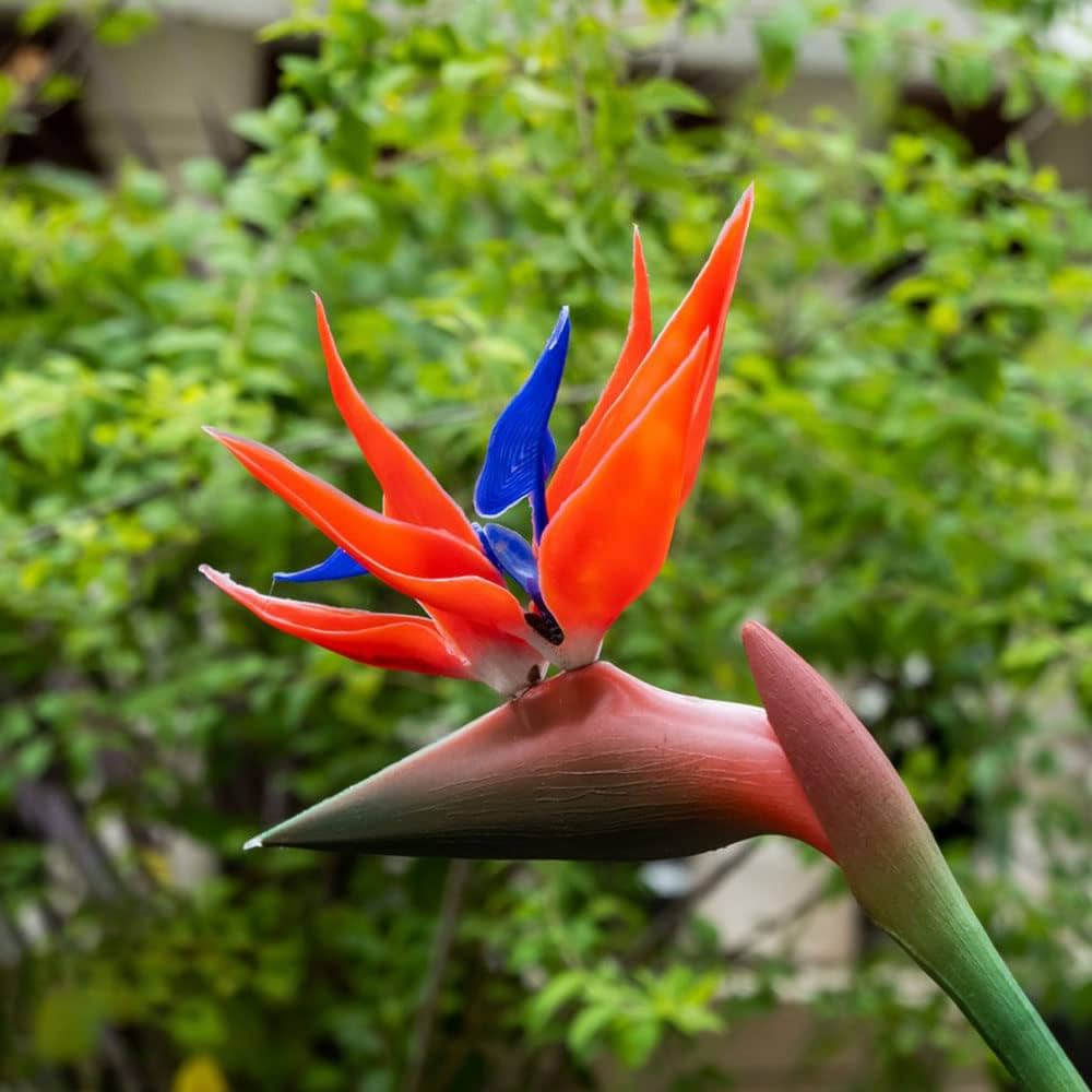 Violet Red Strelitzia Flower seeds for Planting - Low Maintenance, Heirloom & GMO Free Seeds for Home Garden