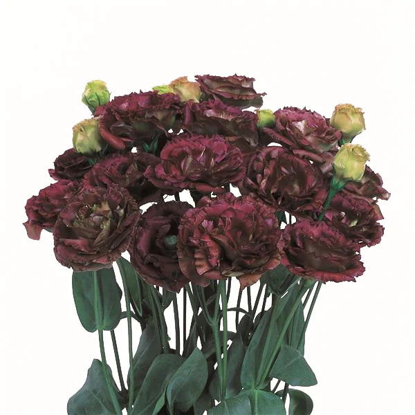 Maroon Eustoma (Lisianthus) Flower seeds for Planting Pollinator Friendly Heirloom & GMO Free Seeds for Home Garden