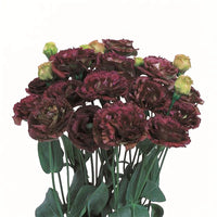 Maroon Eustoma (Lisianthus) Flower seeds for Planting Pollinator Friendly Heirloom & GMO Free Seeds for Home Garden