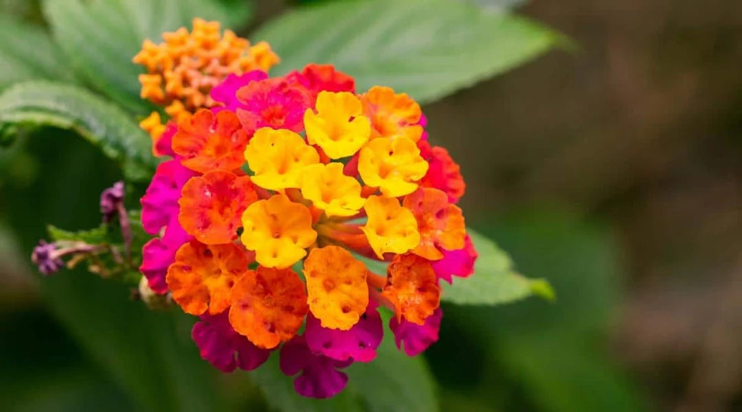 Wandelrose Flower seeds for Planting - Easy to Grow, Heirloom & GMO Free Seeds for Home Garden