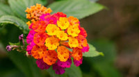 Wandelrose Flower seeds for Planting - Easy to Grow, Heirloom & GMO Free Seeds for Home Garden