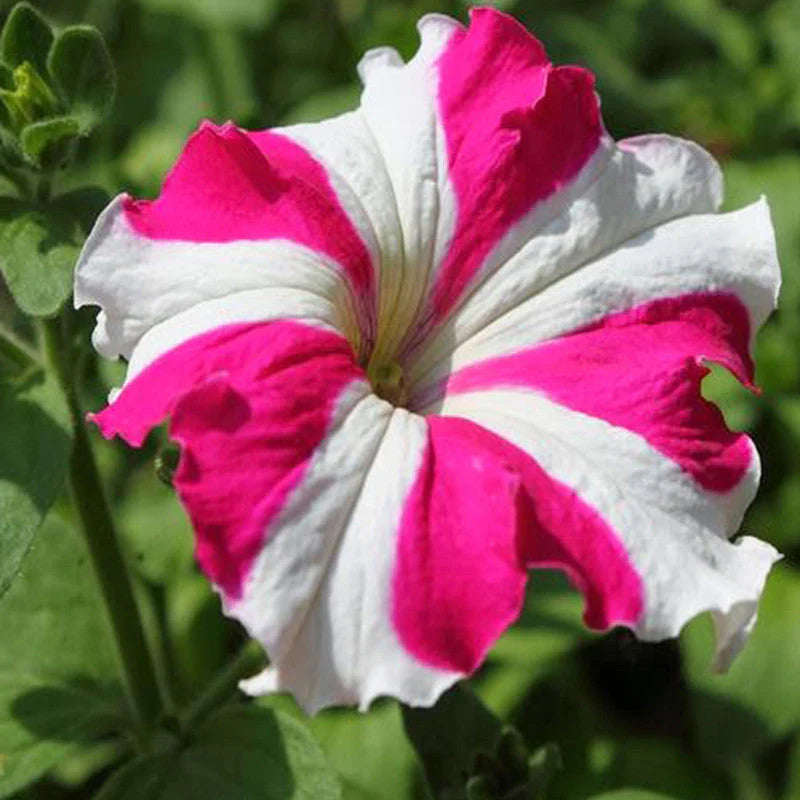 Petunia Pink & White Flower seeds for Planting - Compact Growth, Heirloom & GMO Free Seeds for Home Garden