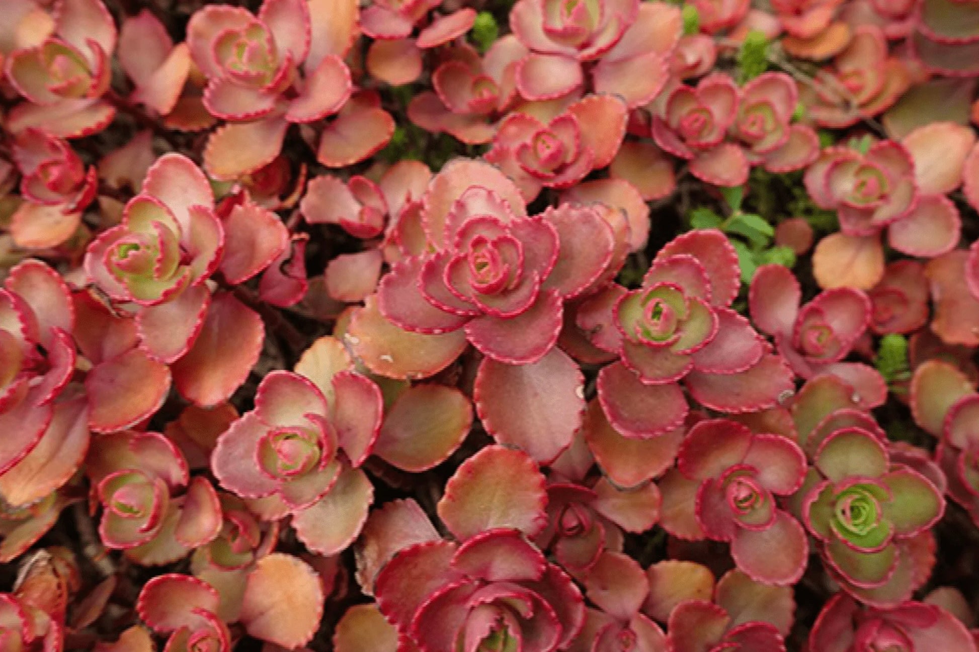 Sedum Carpet Flower seeds for Planting Easy to Grow Heirloom & GMO Free Seeds for Home Garden