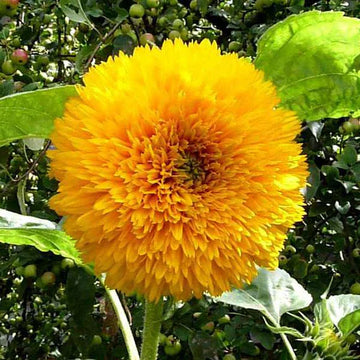 Yellow Perennial Bonsai Flower Seeds Planting