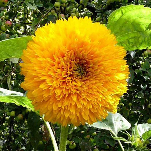 Yellow Perennial Bonsai Flower Seeds Planting