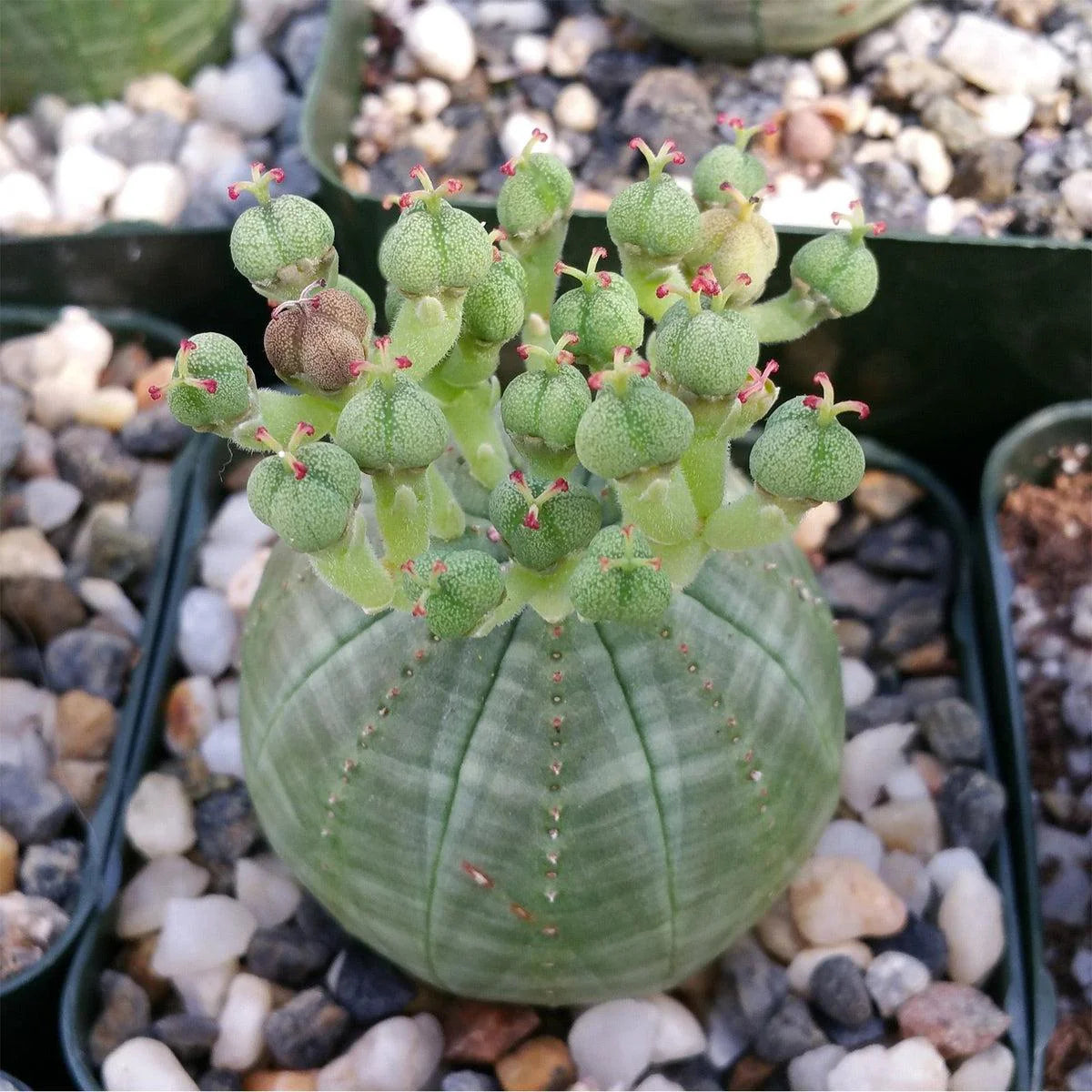 Green Euphorbia Obesa Flower seeds for Planting - Perfect for Borders, Heirloom & GMO Free Seeds for Home Garden
