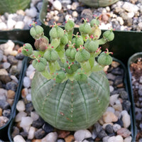 Green Euphorbia Obesa Flower seeds for Planting - Perfect for Borders, Heirloom & GMO Free Seeds for Home Garden