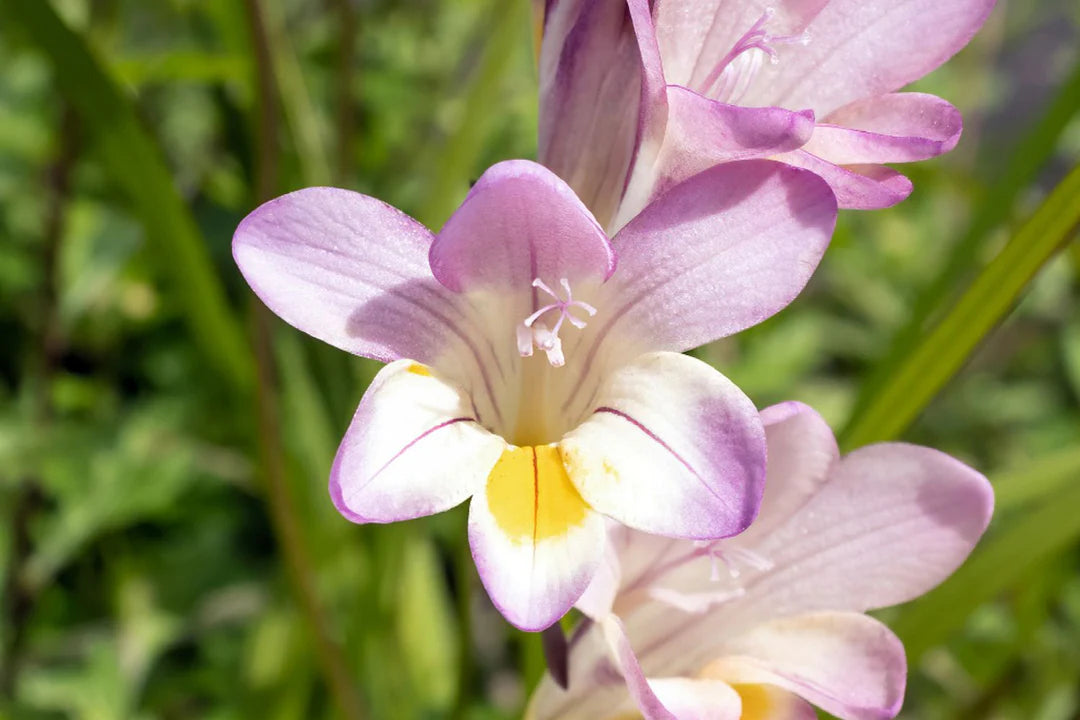 Baby Pink Freesia Flower seeds for Planting - Easy to Grow, Heirloom & GMO Free Seeds for Home Garden
