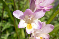 Baby Pink Freesia Flower seeds for Planting - Easy to Grow, Heirloom & GMO Free Seeds for Home Garden