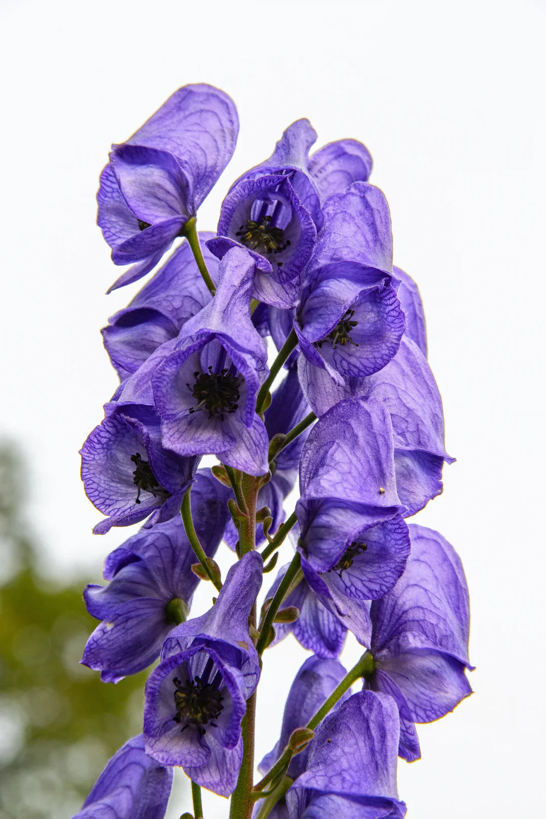 Heirloom Aconitum Flower seeds for Planting Hardy Variety Heirloom & GMO Free Seeds for Home Garden