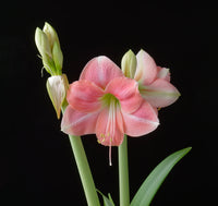 Heirloom Hippeastrum Rutilum Flower seeds for Planting Colorful Display Heirloom & GMO Free Seeds for Home Garden