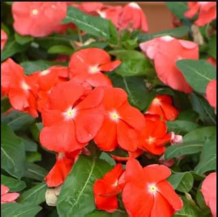 Orange Periwinkle Flower seeds for Planting - Pollinator Friendly, Heirloom & GMO Free Seeds for Home Garden