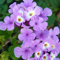 Purple Lantana Flower seeds for Planting Hardy Variety Heirloom & GMO Free Seeds for Home Garden