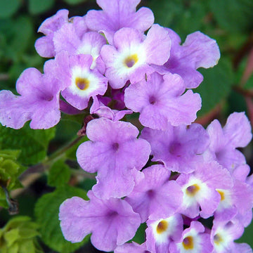 Purple Lantana Flower seeds for Planting Hardy Variety Heirloom & GMO Free Seeds for Home Garden