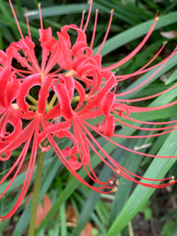 Mixed Higanbana Flower Seeds for Planting Drought Tolerant Heirloom & GMO Free Seeds for Home Garden
 
 Sale
