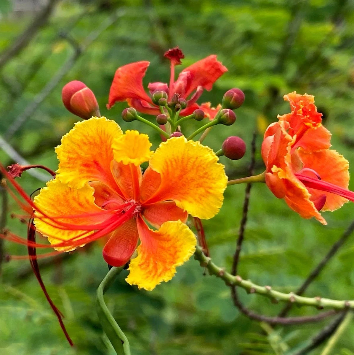 Caesalpinia Flower seeds for Planting Cottage Garden Essential Heirloom & GMO Free Seeds for Home Garden
