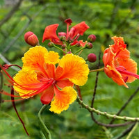 Caesalpinia Flower seeds for Planting Cottage Garden Essential Heirloom & GMO Free Seeds for Home Garden