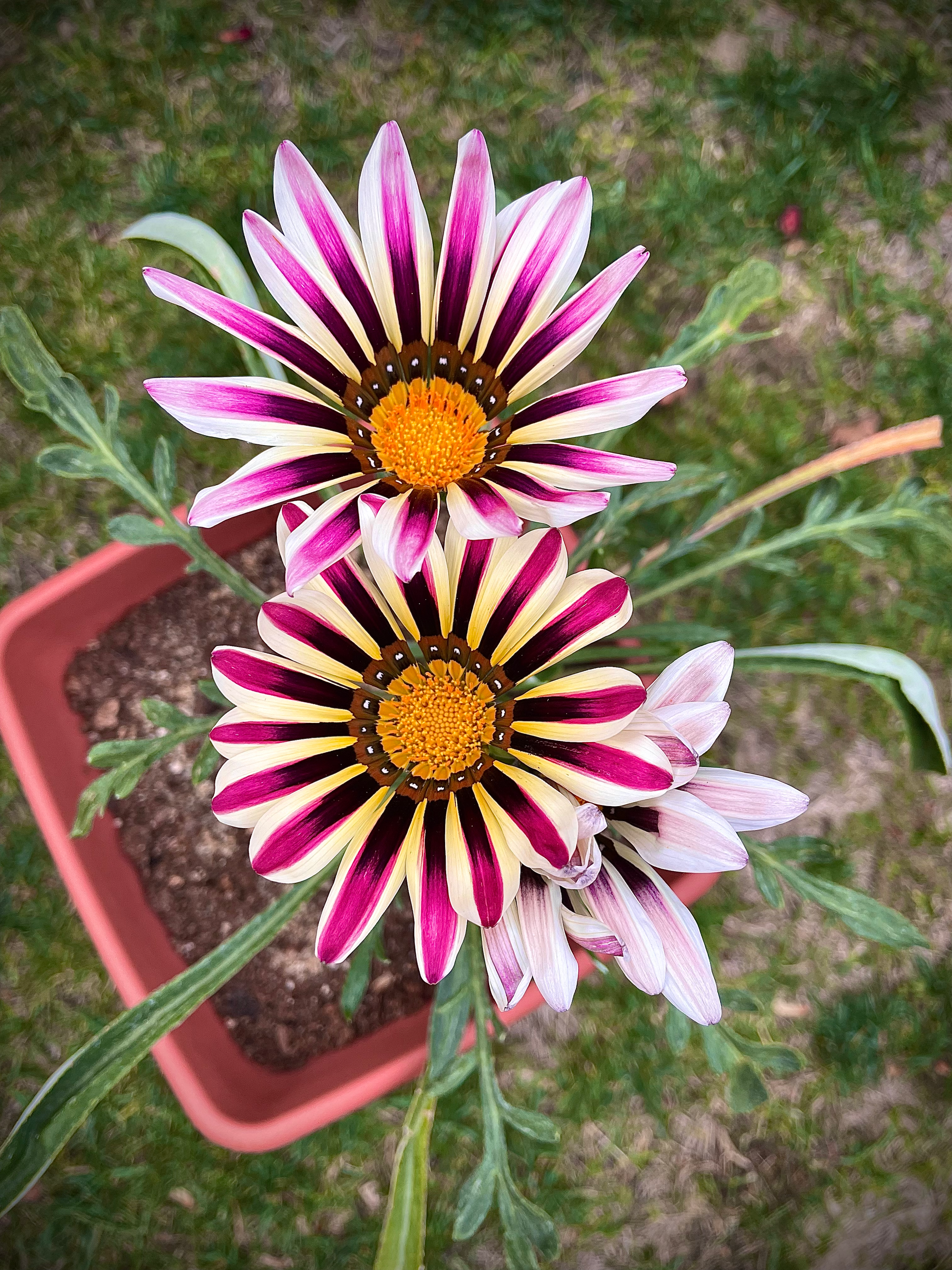 Africa Gazania Gazania rigens Sunflower Seeds for Planting in Flower Bed and Garden
