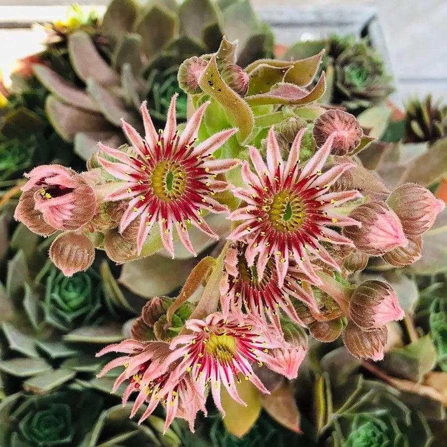 Sempervivum Flower seeds for Planting - Vibrant Colors, Heirloom & GMO Free Seeds for Home Garden