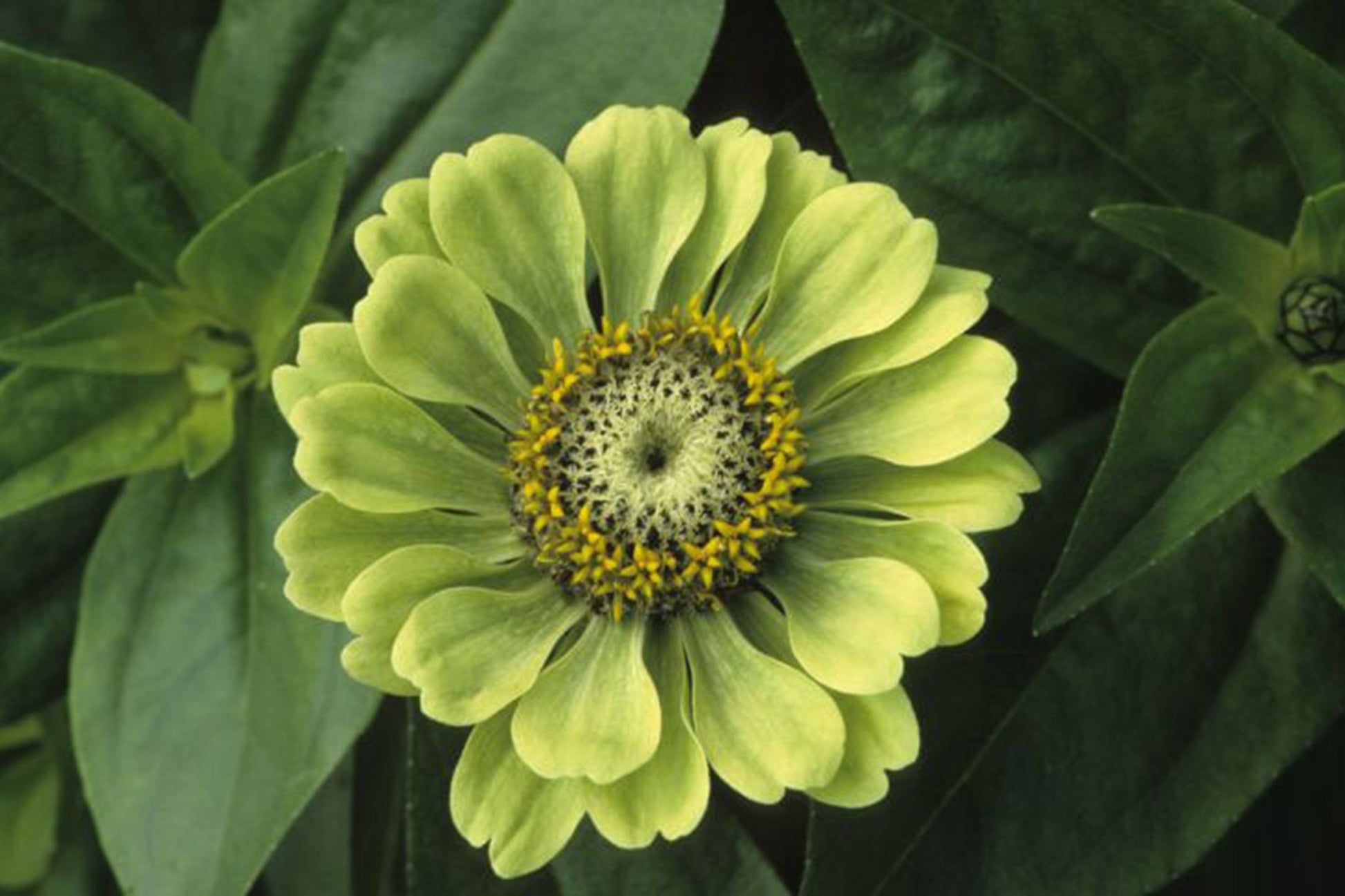 Green Zinnia Elegans Flower seeds for Planting Premium Quality Heirloom & GMO Free Seeds for Home Garden
 
 Sale