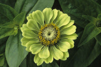 Green Zinnia Elegans Flower seeds for Planting Premium Quality Heirloom & GMO Free Seeds for Home Garden
 
 Sale