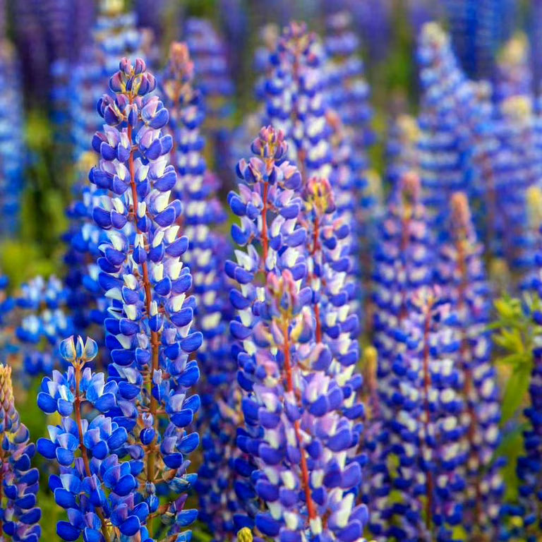 Russell Lupine Planting Seeds Collection
