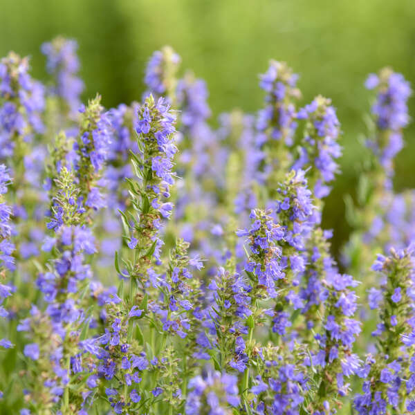 Blue Hyssopus Officinalis Flower seeds for Planting - Colorful Display, Heirloom & GMO Free Seeds for Home Garden
