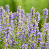 Blue Hyssopus Officinalis Flower seeds for Planting - Colorful Display, Heirloom & GMO Free Seeds for Home Garden