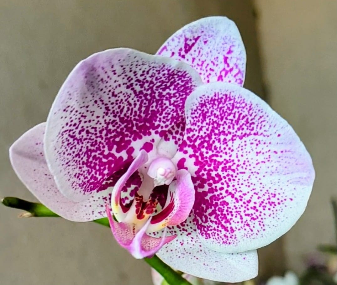 Phalaenopsis Orchid Flower seeds for Planting Cut Flower Favorite Heirloom & GMO Free Seeds for Home Garden