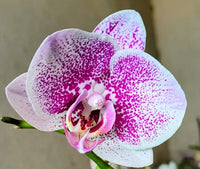 Phalaenopsis Orchid Flower seeds for Planting Cut Flower Favorite Heirloom & GMO Free Seeds for Home Garden