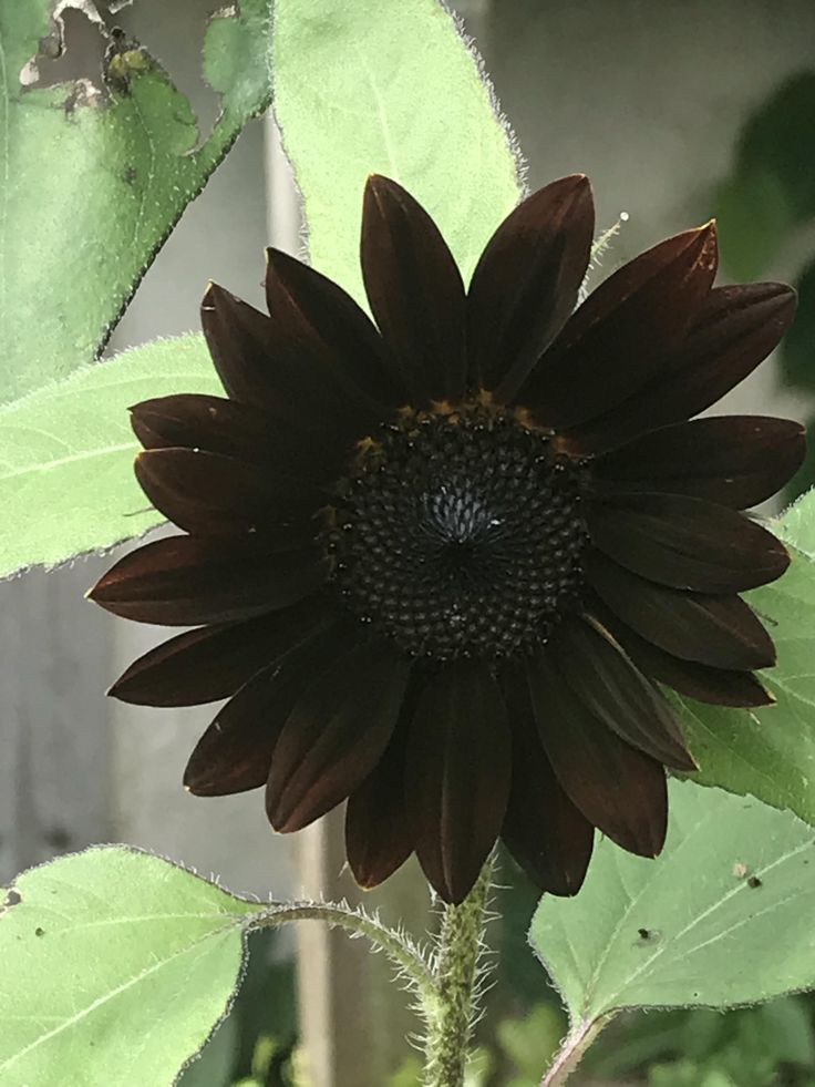 Black Sunflower Flower seeds for Planting Cottage Garden Essential Heirloom & GMO Free Seeds for Home Garden 
 
 Sale