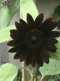 Black Sunflower Flower seeds for Planting Cottage Garden Essential Heirloom & GMO Free Seeds for Home Garden 
 
 Sale
