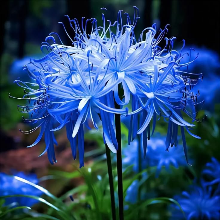 Lycoris Radiata Flower seeds for Planting Shade Tolerant Heirloom & GMO Free Seeds for Home Garden 
 
 Sale