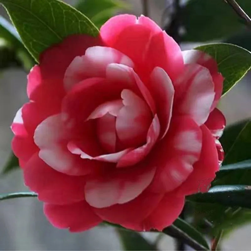 Real Camellia Seeds, Mixed Color Seeds