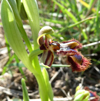 Mixed Ophrys Speculum Seeds for Planting