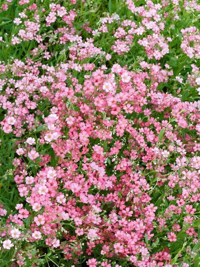 Rose Pink Gypsophila Paniculata Flower Seeds for Planting Drought Tolerant Heirloom & GMO Free Seeds for Home Garden
 
 Sale