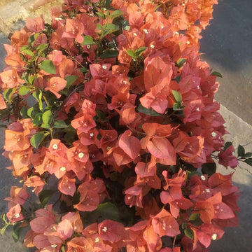 Brown Bougainvillea Flower seeds for Planting - Premium Quality, Heirloom & GMO Free Seeds for Home Garden