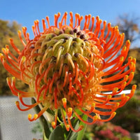 Leucospermum Cordifolium Seeds for Planting - Premium Flower Seeds for Vibrant Blooms