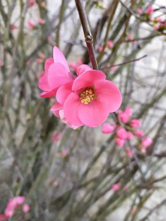 Pink Chaenomeles Flower seeds for Planting - Long Bloom Season, Heirloom & GMO Free Seeds for Home Garden
