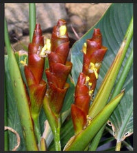 Brown Calathea Lutea for Planting - Drought Tolerant, Heirloom & GMO Free Seeds for Home Garden