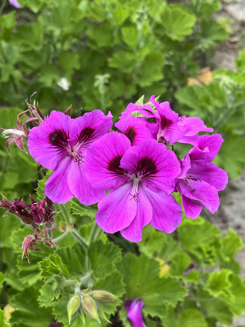 Purple Geranium Flower Seeds for Planting - Vibrant Garden Blooms
