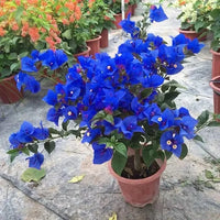 Blue Bougainvillea Flower seeds for Planting Pollinator Friendly Heirloom & GMO Free Seeds for Home Garden