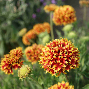 Gaillardia Sundance Flower seeds for Planting Wildflower Mix Heirloom & GMO Free Seeds for Home Garden