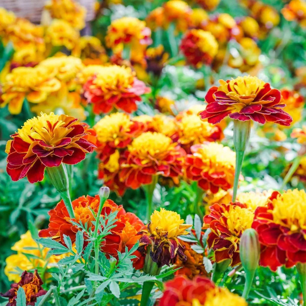 Marigold Mix Flower Seeds for Planting - Vibrant Annual Blooms