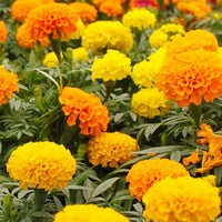 Mixed African Marigold Flower seeds for Planting - Sun Loving, Heirloom & GMO Free Seeds for Home Garden